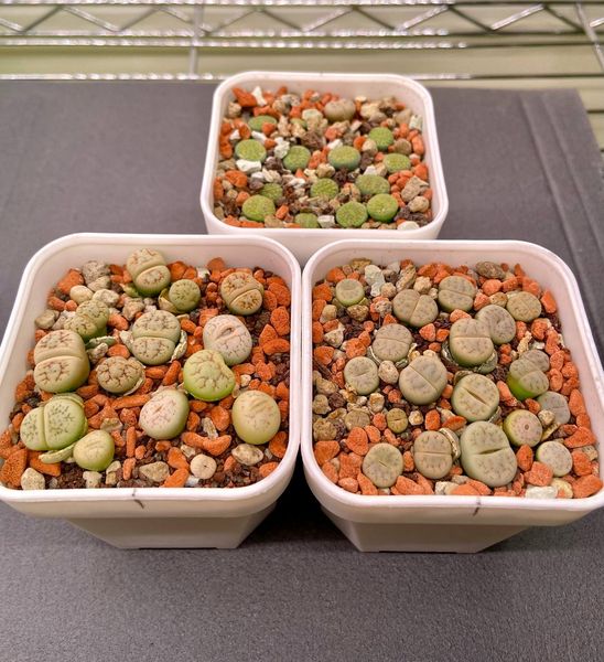 Lithops