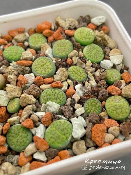 Lithops