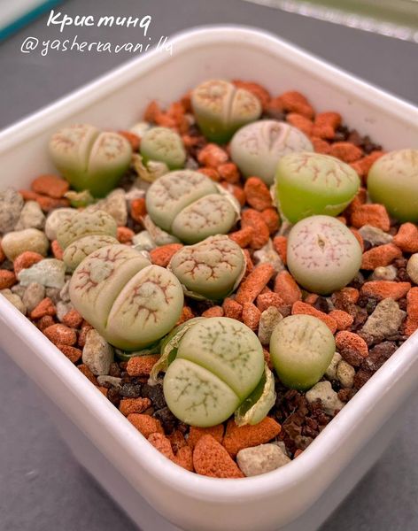 Lithops