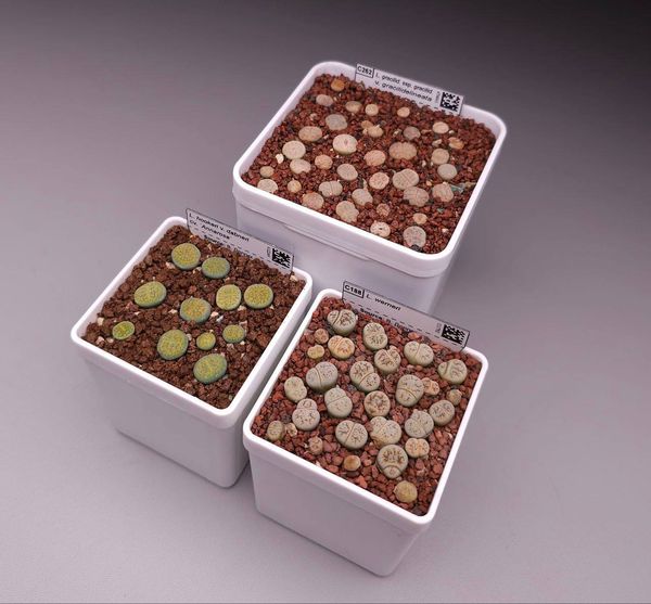 Lithops