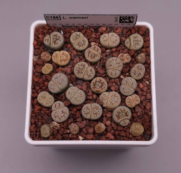 Lithops