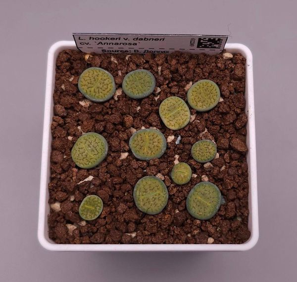 Lithops