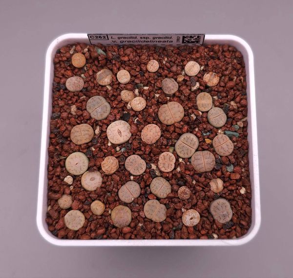 Lithops