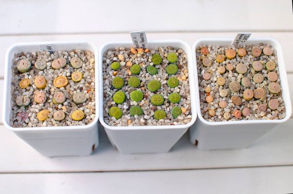 Lithops