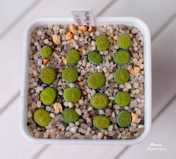 Lithops