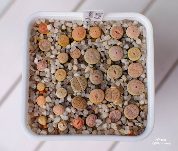 Lithops