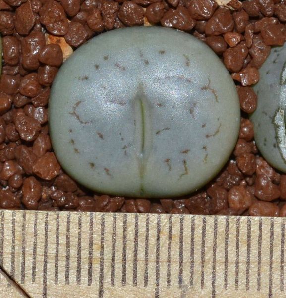 L. gracilidelineata ssp. gracilidelineata var. gracilidelineata, C262