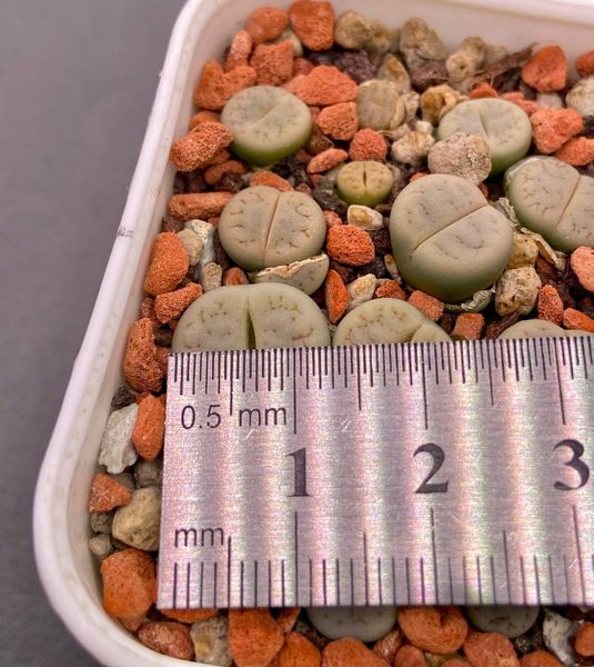 L. gracilidelineata ssp. gracilidelineata var. gracilidelineata, C262