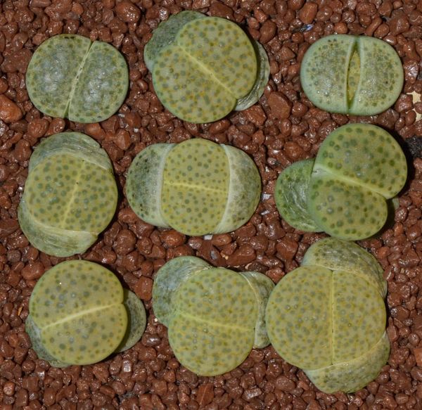 Lithops