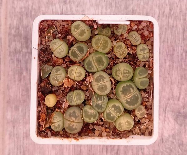Lithops