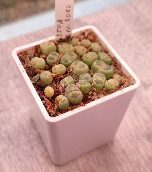 Lithops
