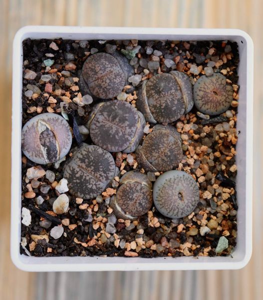 Lithops