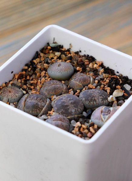Lithops