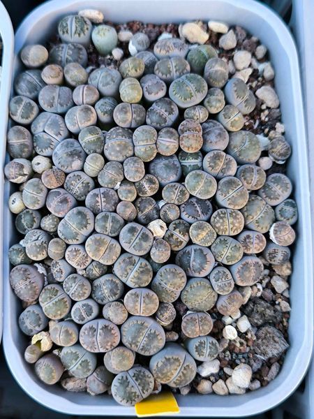 Lithops