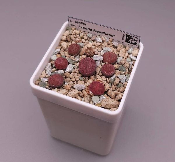 Lithops