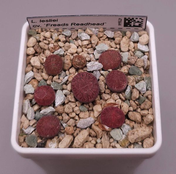 Lithops