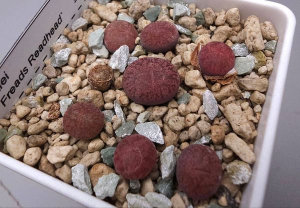 Lithops
