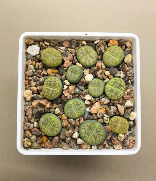 Lithops