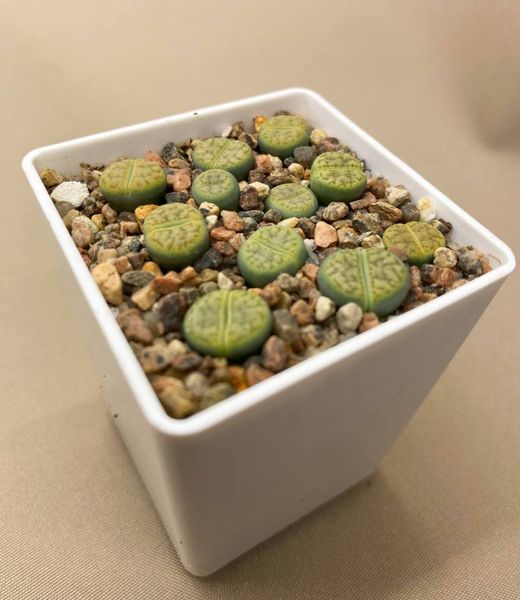 Lithops