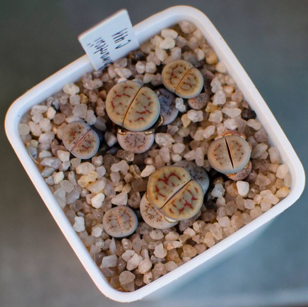 Lithops