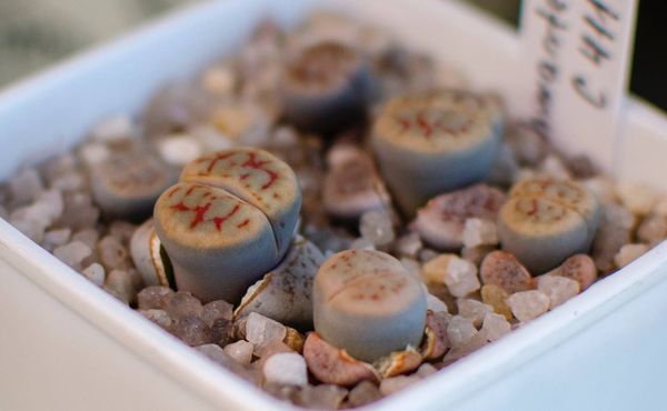 Lithops