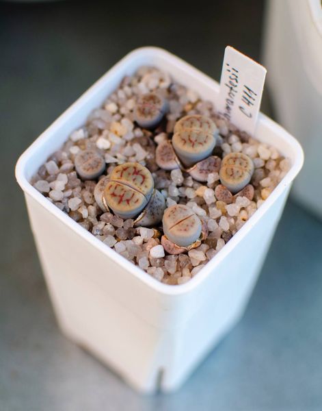Lithops