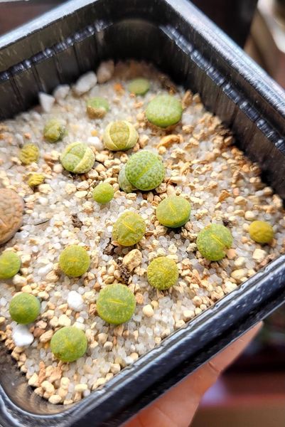 Lithops