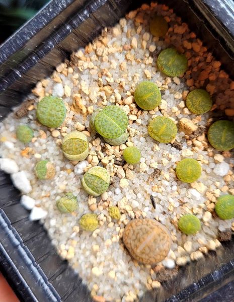 Lithops