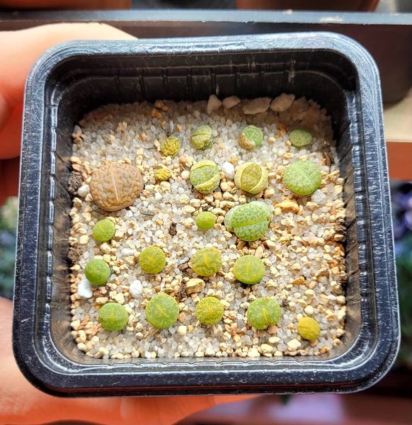 Lithops