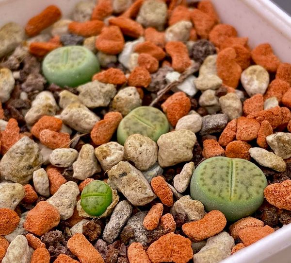 Lithops