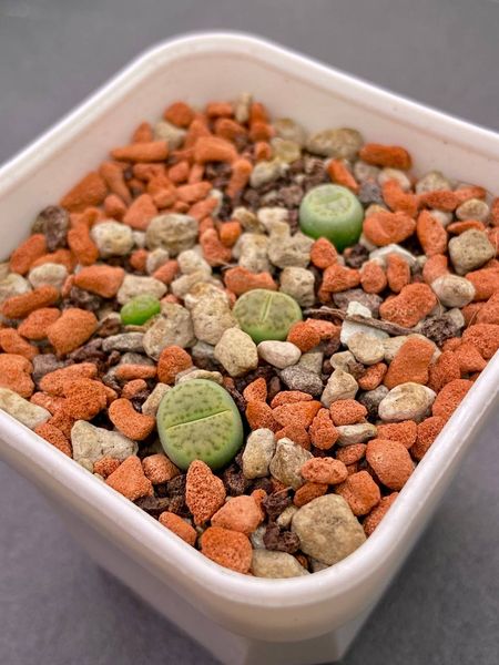 Lithops