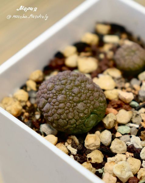 Lithops