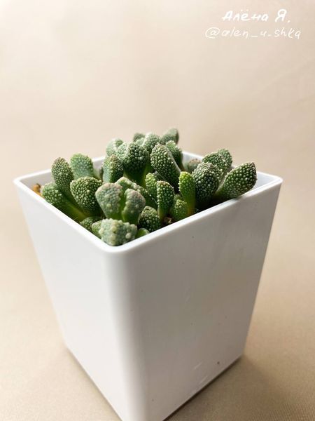 Lithops