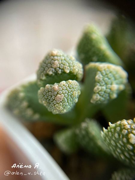 Lithops