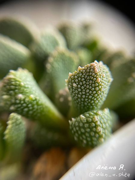 Lithops