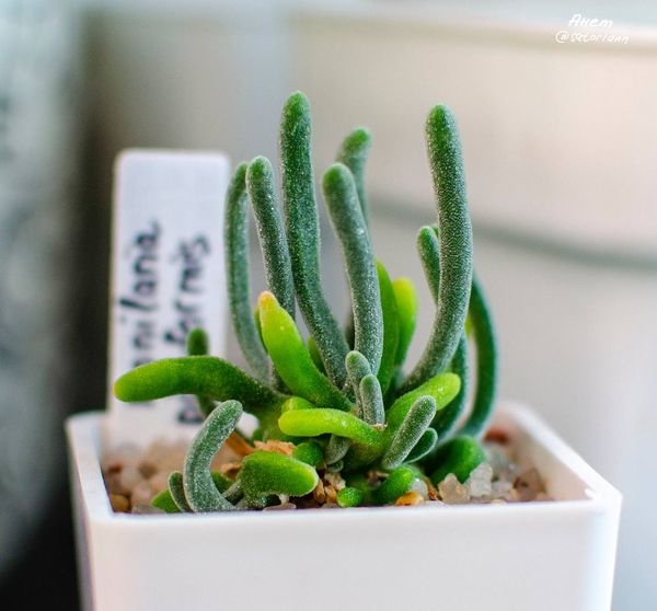 Lithops