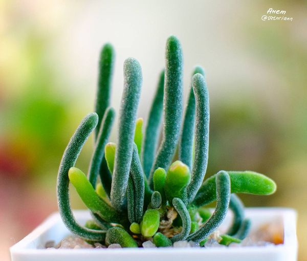 Lithops
