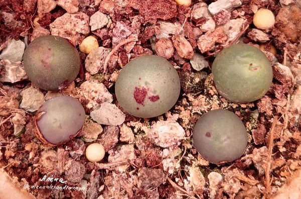 Lithops