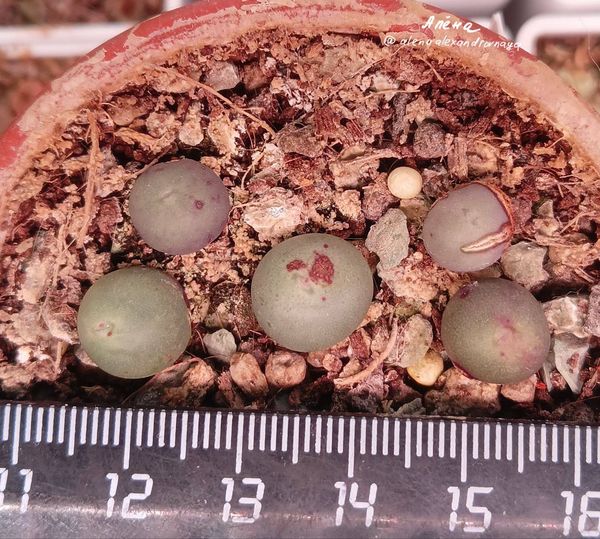 Lithops