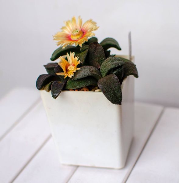 Lithops