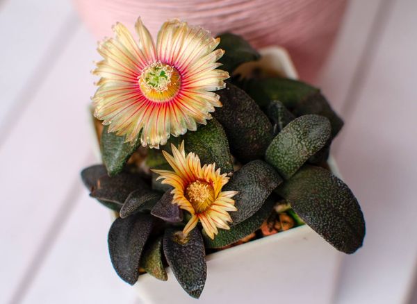 Lithops
