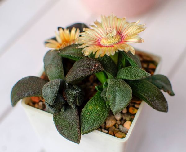 Lithops