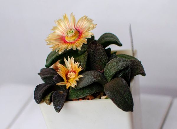 Lithops