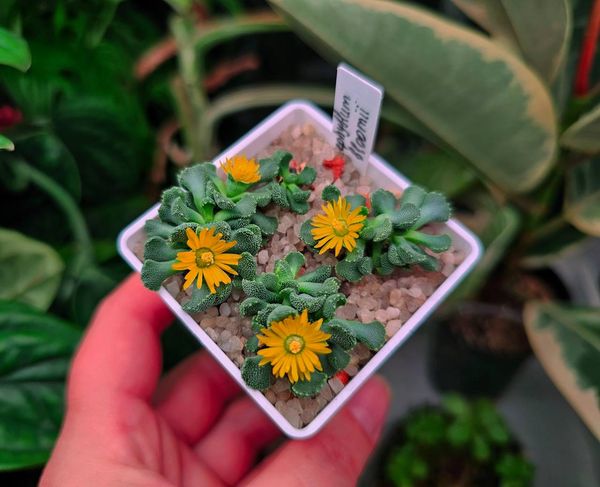 Lithops
