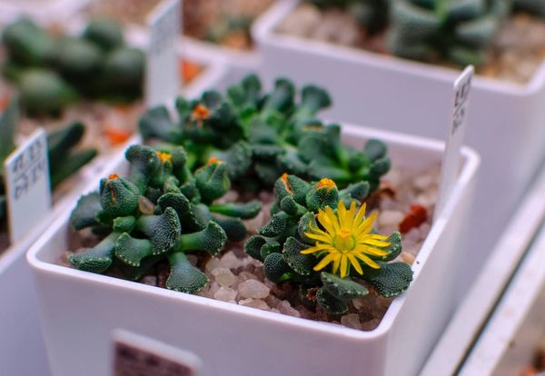 Lithops