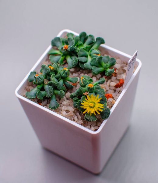 Lithops