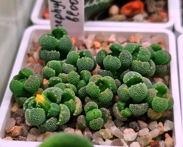 Lithops