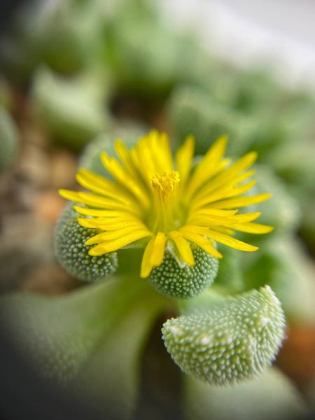 Lithops