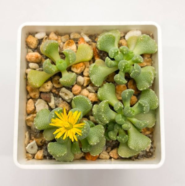 Lithops