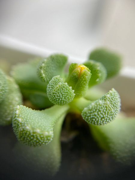 Lithops